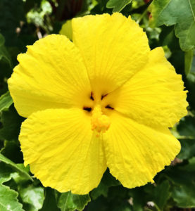 Sustainable Bioresources, LLC logo
