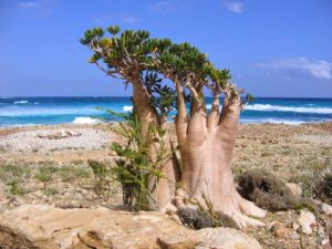 Adenium socotranum (Socotra Desert Rose) - Sustainable Bioresources, LLC