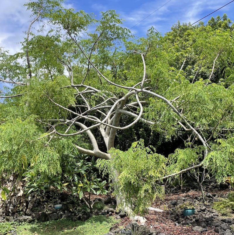 Moringa Stenopetala - Sustainable Bioresources, LLC