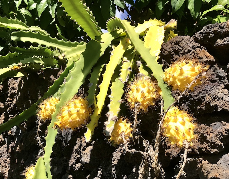 gynostemma pentaphyllum plant Jiaogulan Plant 20-40 cm (Gynostemma pentaphyllum)  Trdgrdsdags