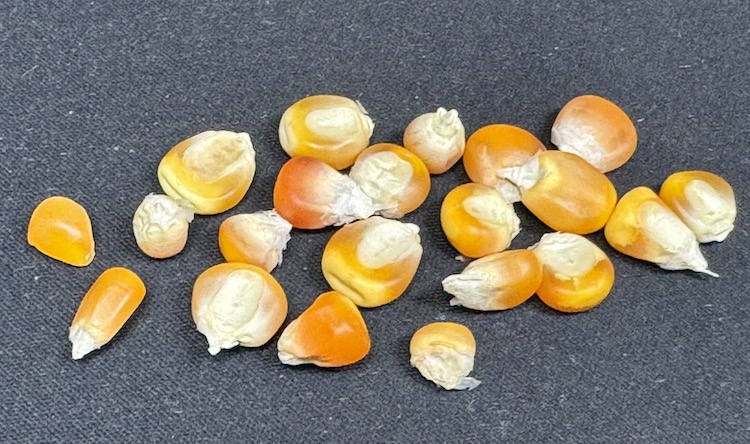 Nitrogen Fixing Corn, Yellow-Orange, Chiapas, Mexico, 10 Seeds - Click Image to Close