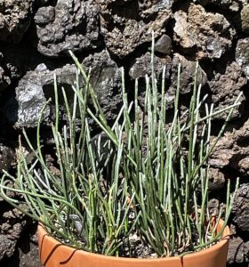Euphorbia antisyphilitica - Sustainable Bioresources, LLC